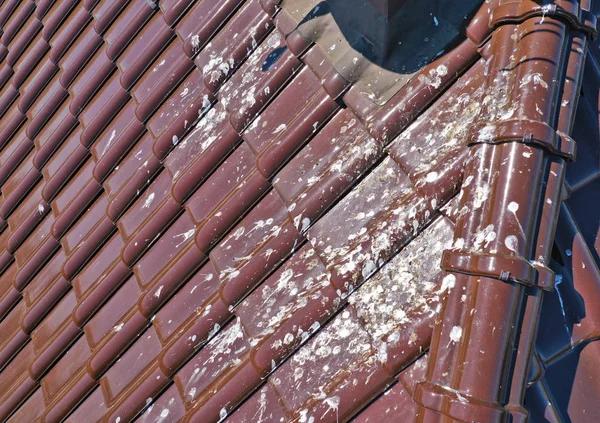 Professional Roofing Services You Can Trust