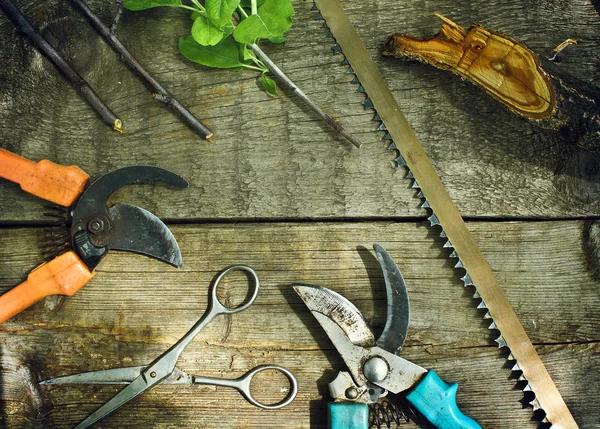 Tree Wise Men Delivers Reliable Tree Services You Can Count On